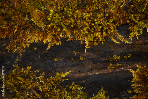 Natural texture of moss on wet wood - soft forest floor on the ground and on the stump. Concept frame and background for the forest theme in brown and yellow-green with space for text