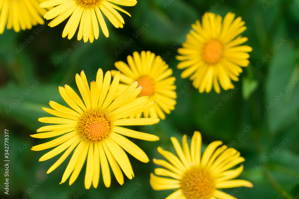 Naklejka premium Yellow daisies on green background