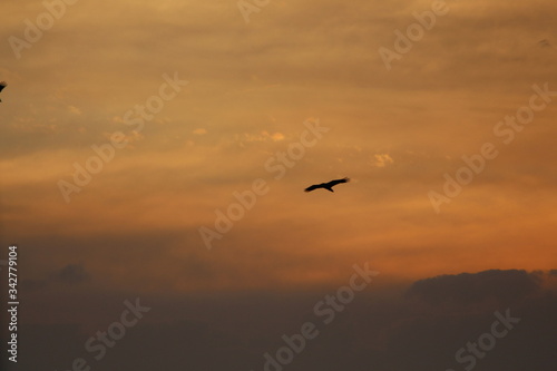 A bird during sunrise Orange Light in the sky. 