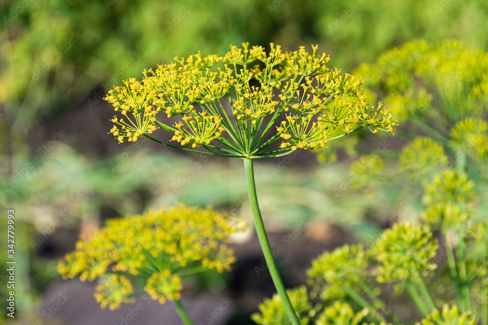 dill umbrellas in summer garden, growing spices for vegetarian food