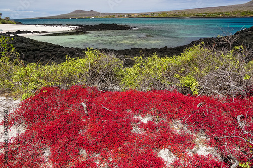 GALAPAGOS ISLANDS, ECUADOR - DECEMBER 16, 2019: Sesuvium red grass on a white sand beach and volcanic rocks
 photo