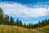 blue sky with white clouds in mountain valley with pine forest on horizon