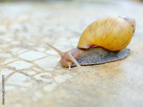 A freshwater snail crawling on wet concrete floor.
