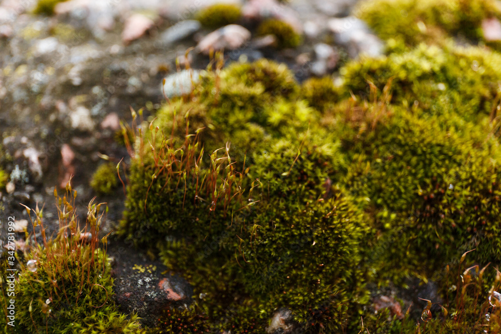 Close-up photo of forest moss
