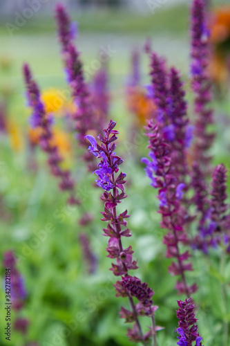 Sage (Salvia) plant blooming in a garden