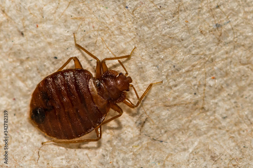 Foto A close up of a Common Bed Bug (Cimex lectularius)