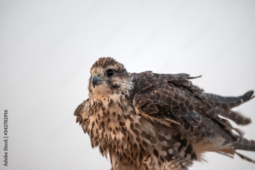 Sakes falcon shuffling his feathers ahead of taking flight. Sakes falcon shuffling his feathers ahead of taking flight.
