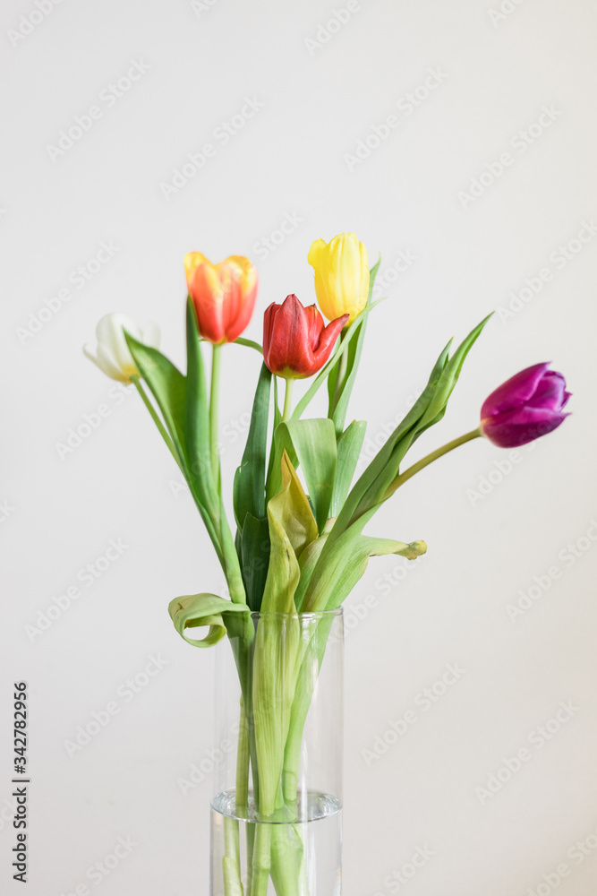 Beautiful multicolored tulips in a vase on white background