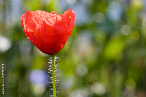 Mohn