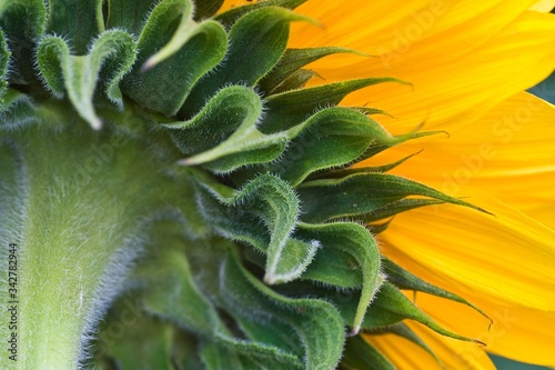 Sonnenblume