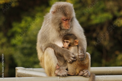 monkey family © Ben