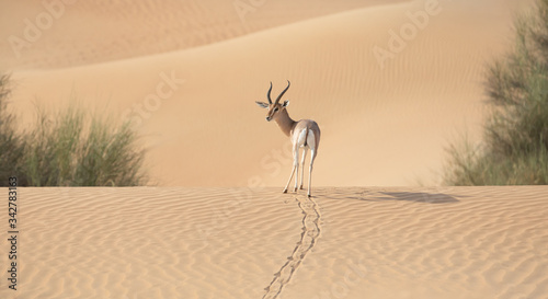 A single gazelle stallion walking over sand dunes.