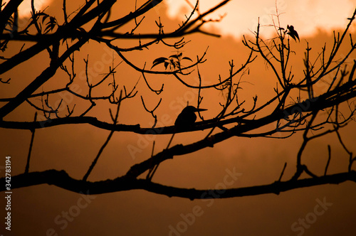A kingfisher resting during sunset