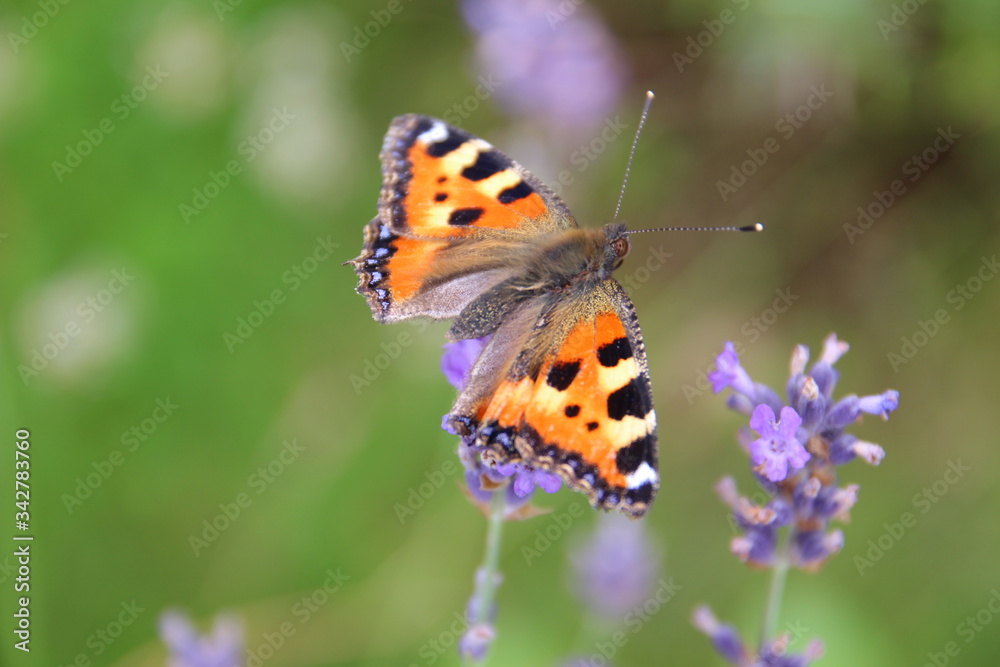 Schmetterling auf Lavendelblume Schmetterling auf Lavendelblume