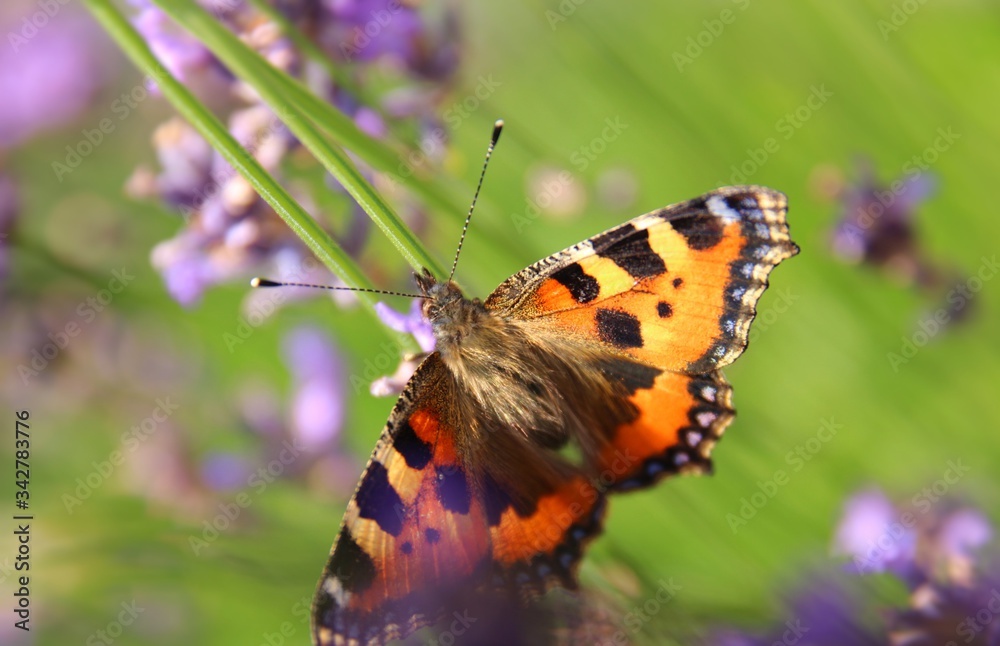 Schmetterling Schmetterling
