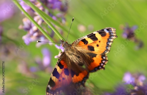 Schmetterling © Theresa