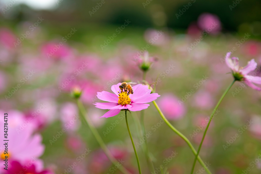 Obraz premium ミツバチが訪れているコスモスの花