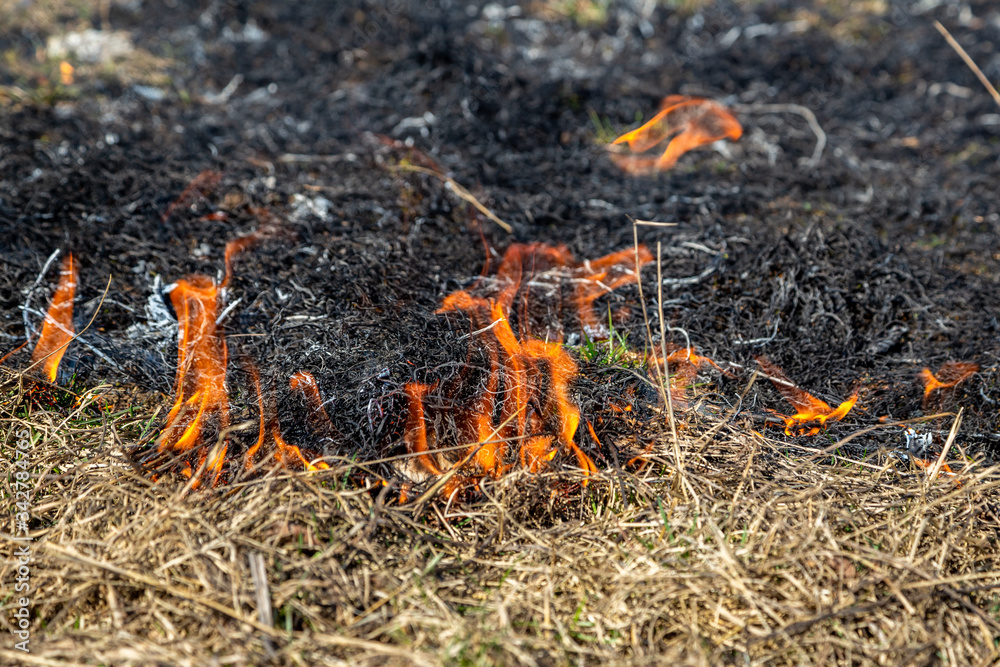 Dry grass fire in the steppe. Burning dry grass in the spring. Dry grass fire in the steppe. Burning dry grass in the spring.