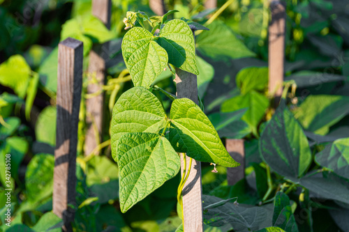 string beans grow in the garden on wooden sticks and props