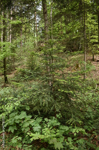 Waldspatziergang