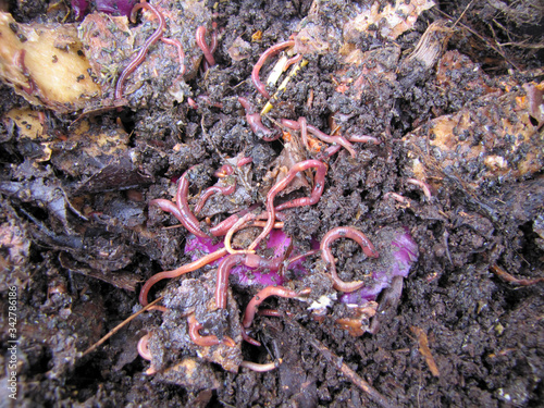 Earthworms in the midst of generating compost with food scraps. Natural fertilizer for plants, soil for organic crops in the home garden.
