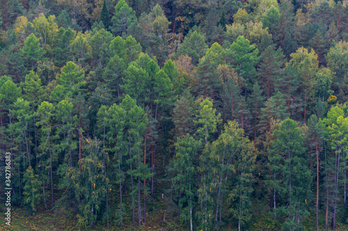 green carpet of trees on hillside, dense coniferous forest as background