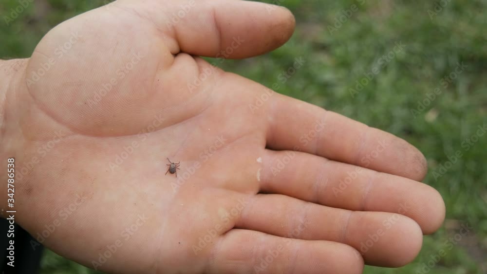 Dangerous brown tick Ixodida crawls on the hand of a male farmer in nature. Dangerous brown tick Ixodida crawls on the hand of a male farmer in nature.
