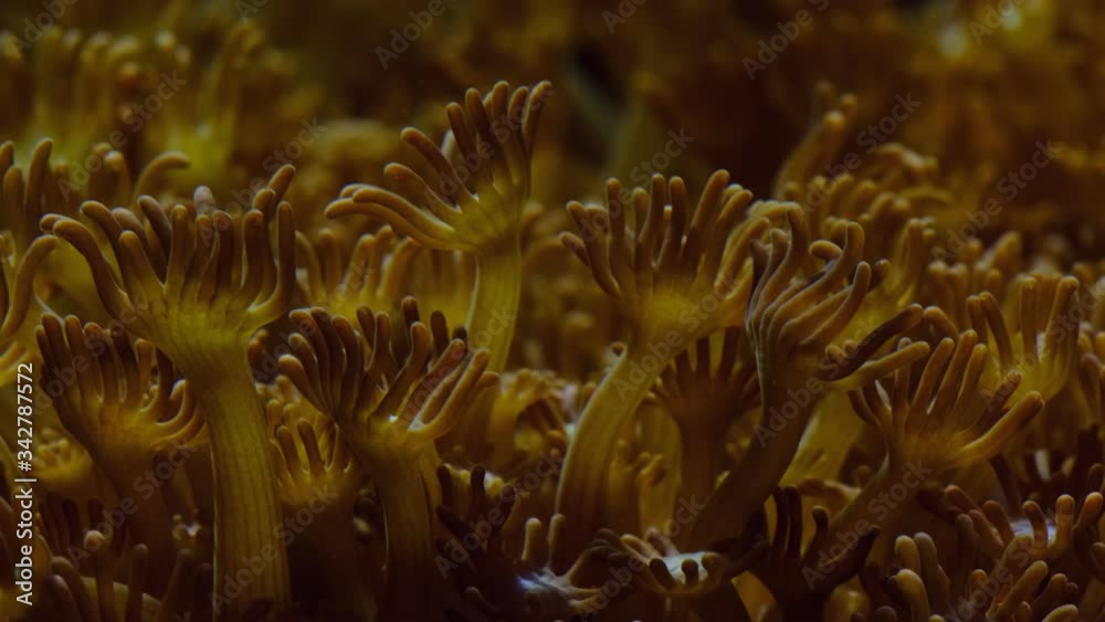 Macro of soft coral polyps . Underwater background. Macro of soft coral polyps . Underwater background.