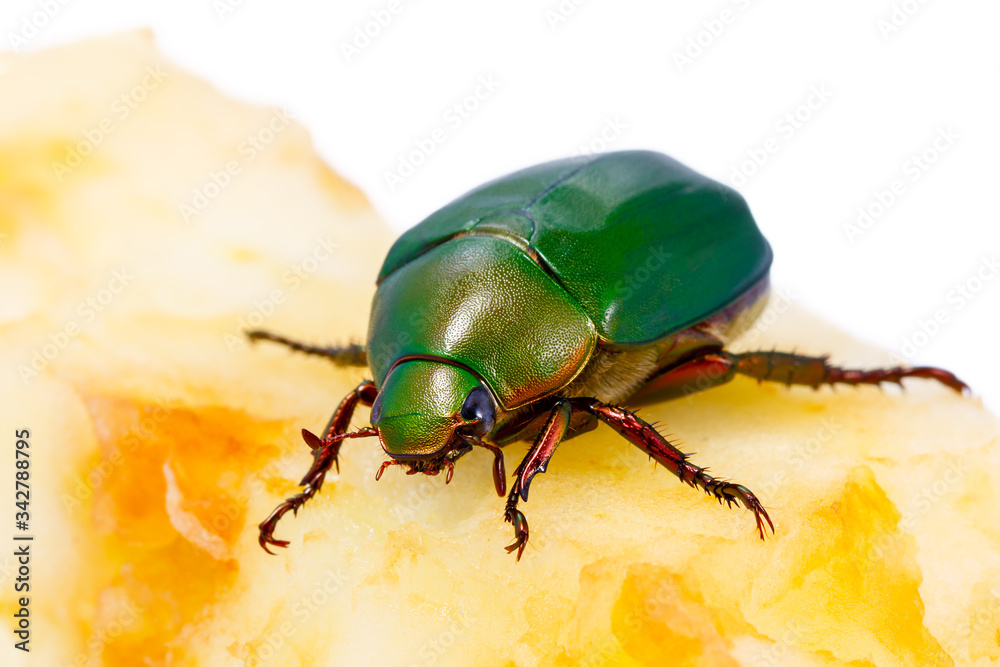 Naklejka premium Chafer on apple core isolated on white background