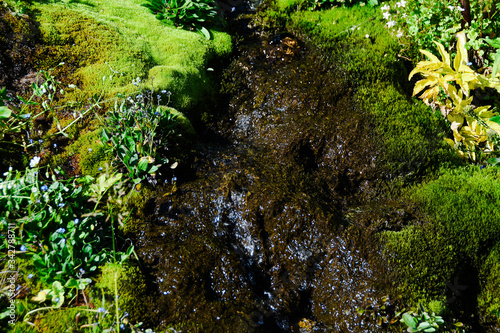 hillside covered with moss and green vegetation, spring plants in swamp