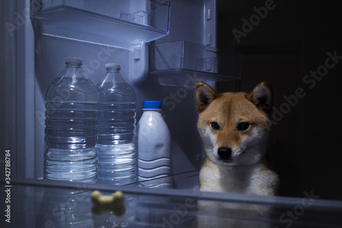 chien, shibainu, animal de compagnie, chiot, mignon, compagnon, compagnie, primitif, adorable, fourrure, poils, domestique, animal, japonais, portrait, canin, poilu, lof, pedigree, pose, japon, nature