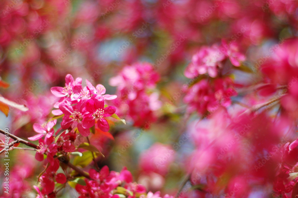 Fototapeta premium Blooming Paradise apple tree