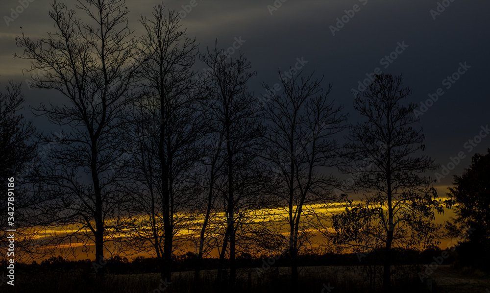 sunset in the forest