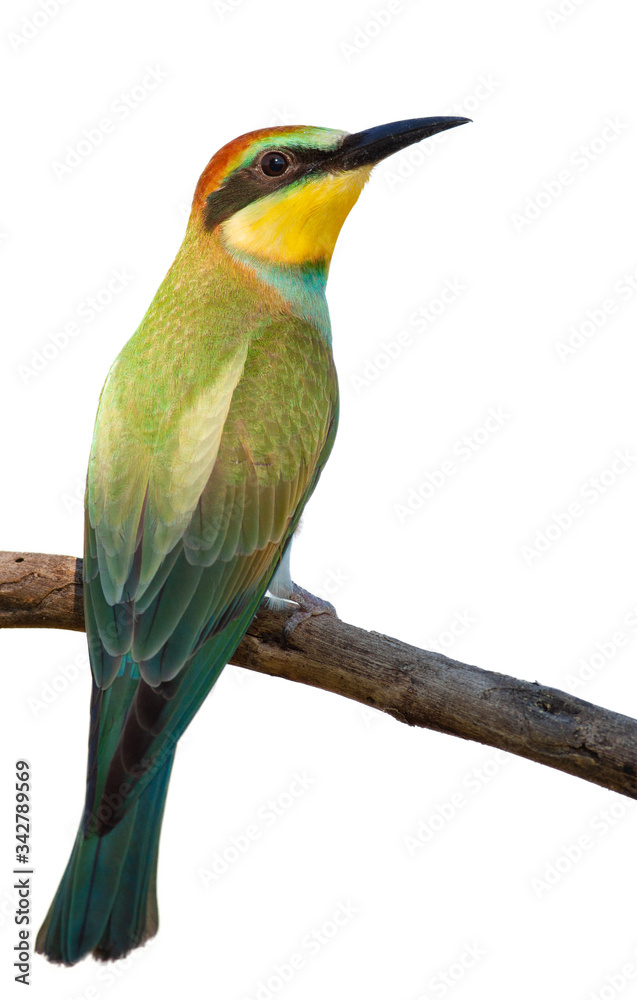 Obraz premium European bee eater, Merops apiaster, common bee-eater. Early sunny morning, the bird sits on an old dry branch. Isolated. Young bird