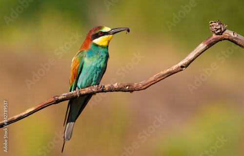 European bee eater, Merops apiaster, common bee-eater. Early sunny morning, the bird sits on an old dry branch. An adult male with prey in its beak