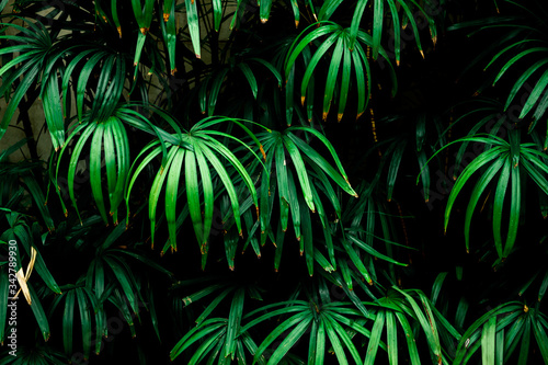 Tropical Palm leaves in the garden, Green leaves of tropical forest plant for nature pattern and background