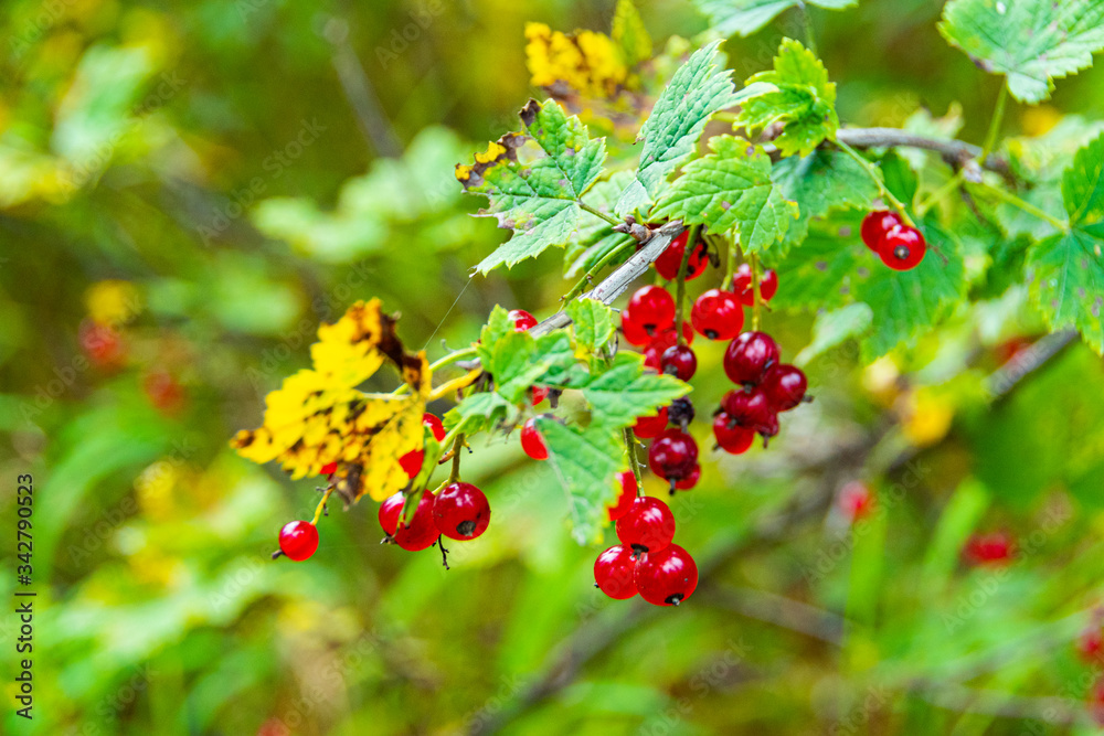 Obraz premium bright red berries on green bush