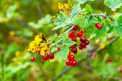 bright red berries on green bush