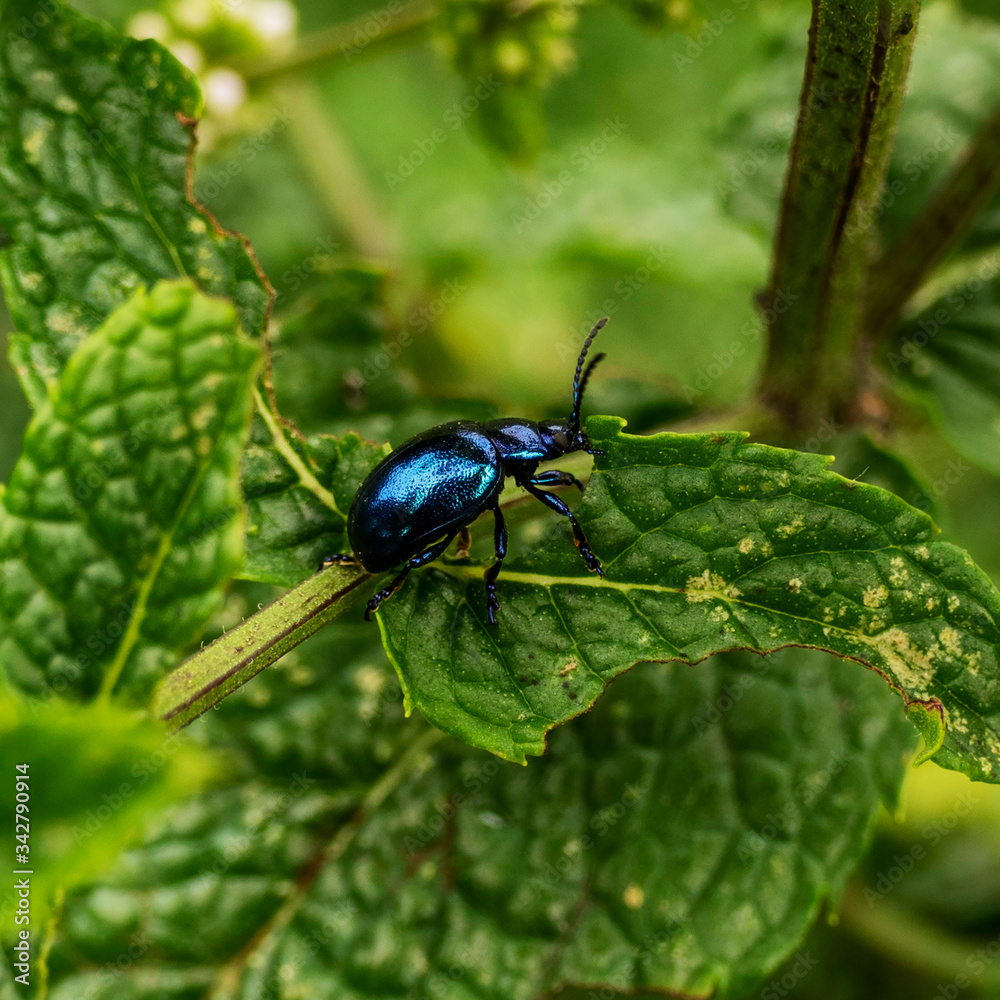 Close up of metalic blue mint beetle (Chrysolina coerulans) eating a mint leave Close up of metalic blue mint beetle (Chrysolina coerulans) eating a mint leave