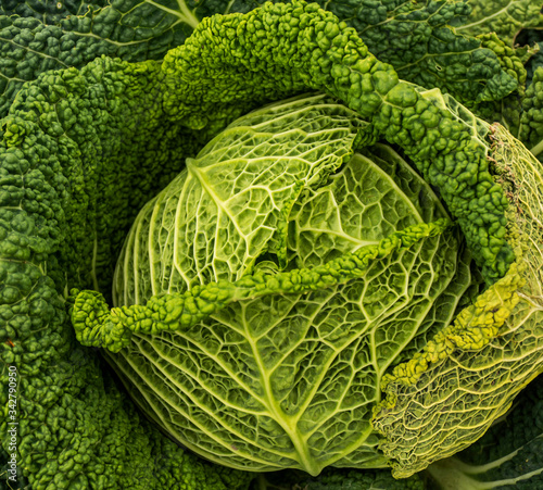 Close up of savoy cabbage plant (Brassica oleracea)