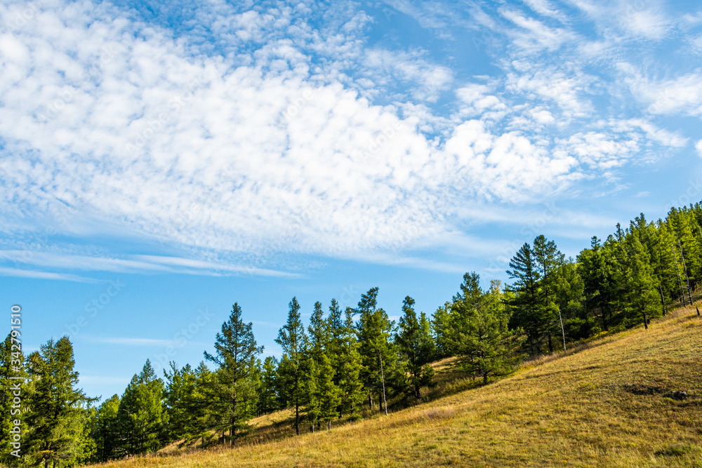 blue sky with white clouds in mountain valley with pine forest on horizon blue sky with white clouds in mountain valley with pine forest on horizon
