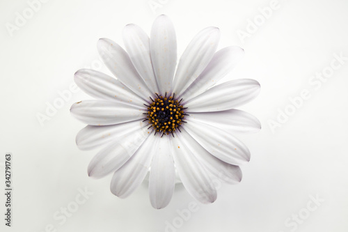 white daisy isolated