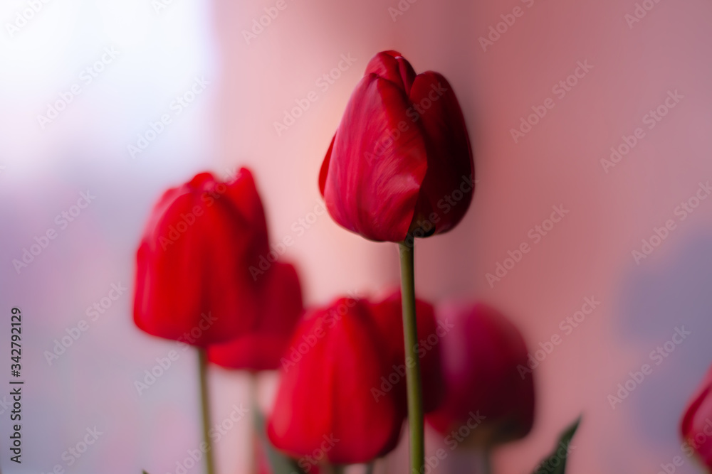 Red tulips bouquet on light blurred purple background. Blooming pink flower with green leaves natural light selective focus. Bright high key banner,floral minimalism greeting card.Women's mother's day
