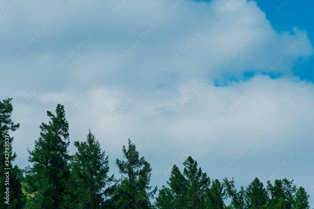 silhouettes of trees on crest of hill under cloudy sky silhouettes of trees on crest of hill under cloudy sky