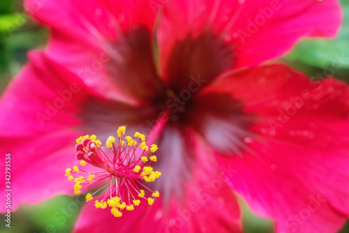 pink hibiscus flower © w10