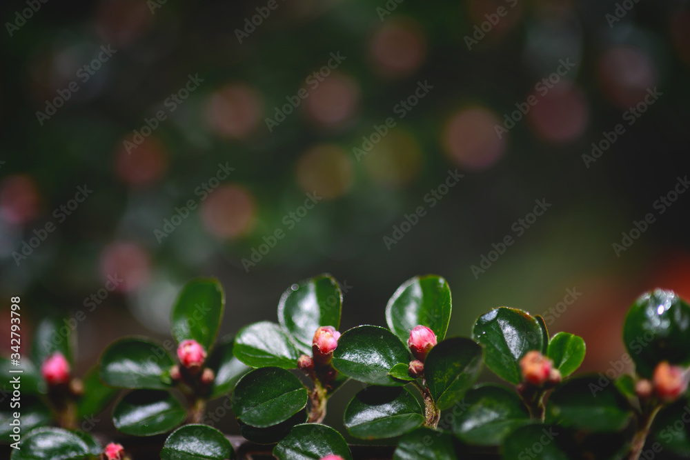 Spring or summer nature background Spring or summer nature background