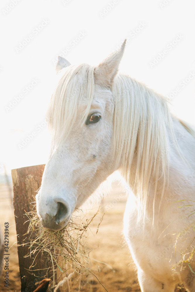 Fototapeta premium Beautiful white rural horse eats hay behind a wooden fence