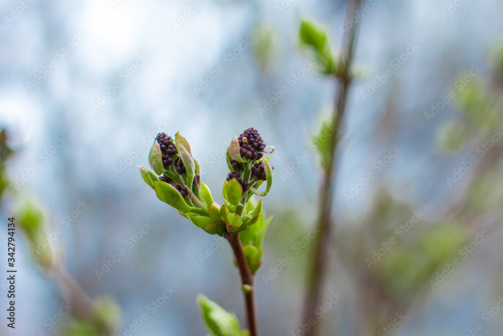 The blossoming buds of lilac. Wildlife. The blossoming buds of lilac. Wildlife.