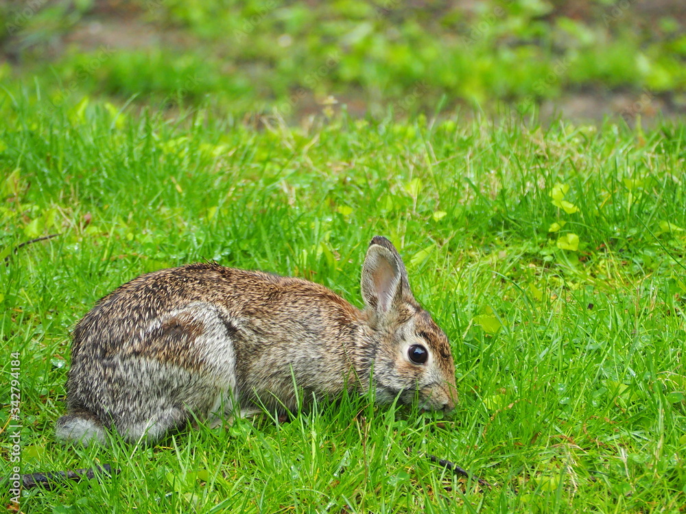 wild cottontail rabbit on grass in spring wild cottontail rabbit on grass in spring