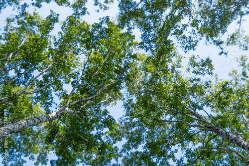 birch grove with green leaves under blue sky